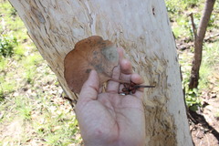 Eucalyptus platyphylla