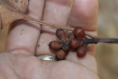 Eucalyptus platyphylla