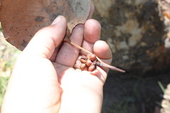 Eucalyptus platyphylla
