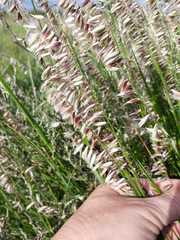 Melica decumbens
