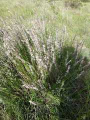 Melica decumbens