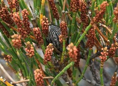 Catasarcus transversalis