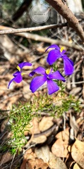 Cheiranthera linearis