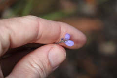 Comesperma defoliatum