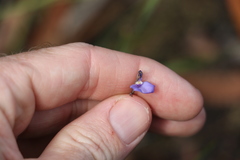 Comesperma defoliatum