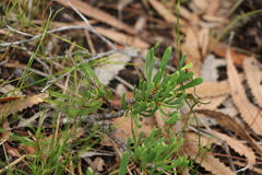 Strangea linearis
