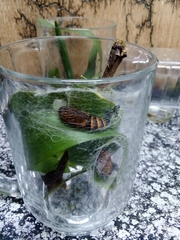 Egybolis vaillantina