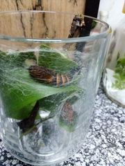 Egybolis vaillantina