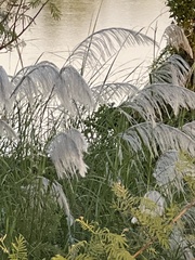 Saccharum spontaneum