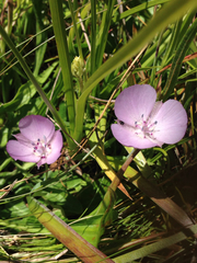 Calochortus uniflorus