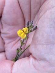 Goodenia gracilis