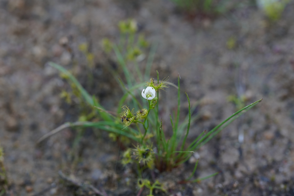 Drosera hookeri (Drosera hookeri)