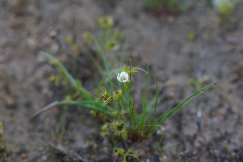 Drosera hookeri