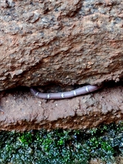 Lycodon anamallensis