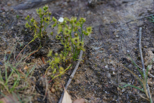 Drosera hookeri