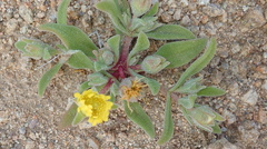 Cleretum papulosum