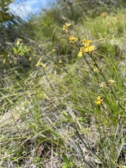 Goodenia gracilis
