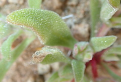 Cleretum papulosum