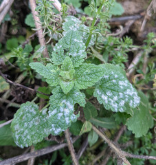 Neoerysiphe galeopsidis