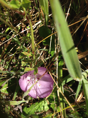 Calochortus uniflorus