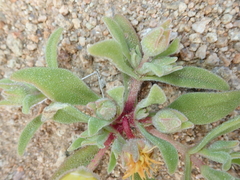 Cleretum papulosum