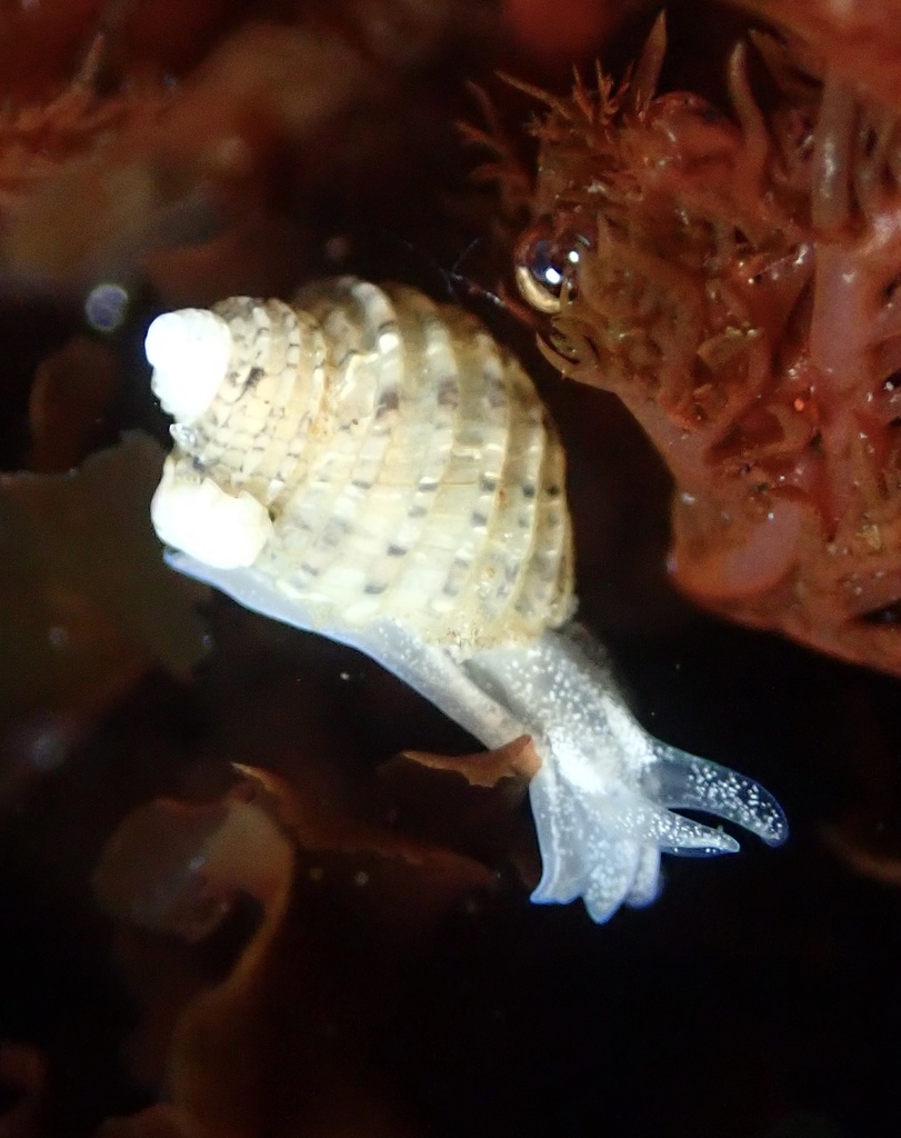 Amathinidae