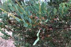 Acacia brachybotrya