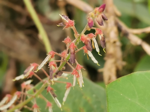 Desmodium uncinatum