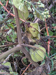 Physalis peruviana