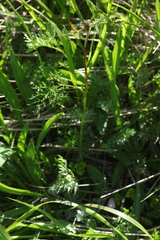 Chaerophyllum rubellum