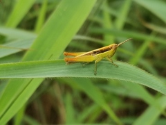 Bermius odontocercus