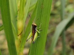 Methiolopsis geniculata