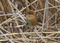 Lanius bucephalus