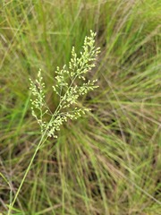 Trichanthecium natalense