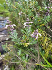Syncolostemon albiflorus