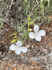 Barleria quadriloba