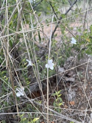 Barleria quadriloba