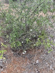 Barleria quadriloba