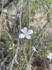 Barleria quadriloba
