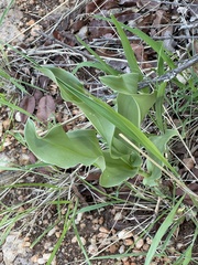 Scadoxus multiflorus multiflorus