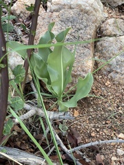 Scadoxus multiflorus multiflorus