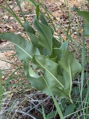 Scadoxus multiflorus multiflorus