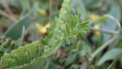 Hippocrepis biflora