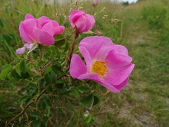 Rosa gallica