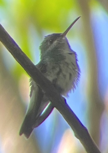 Mangrove Hummingbird (Chrysuronia boucardi), photo 7