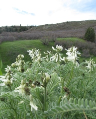 Astragalus drummondii