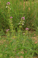 Syncolostemon bracteosus