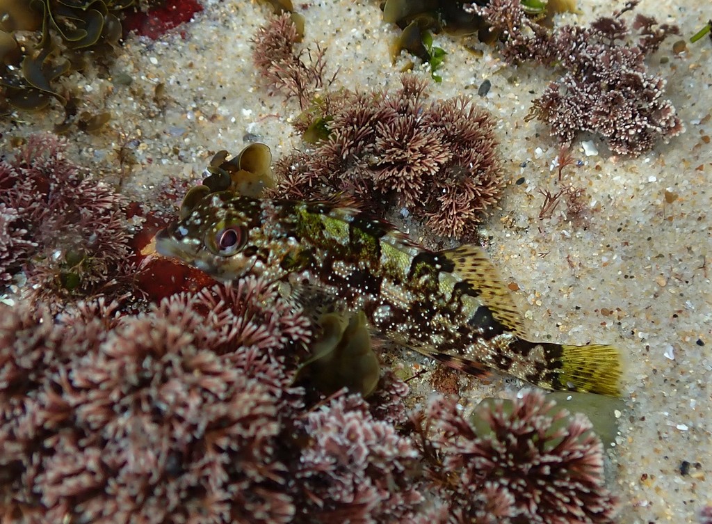 Eastern Kelpfish from Norah Head NSW, Australia on January 02, 2022 at ...