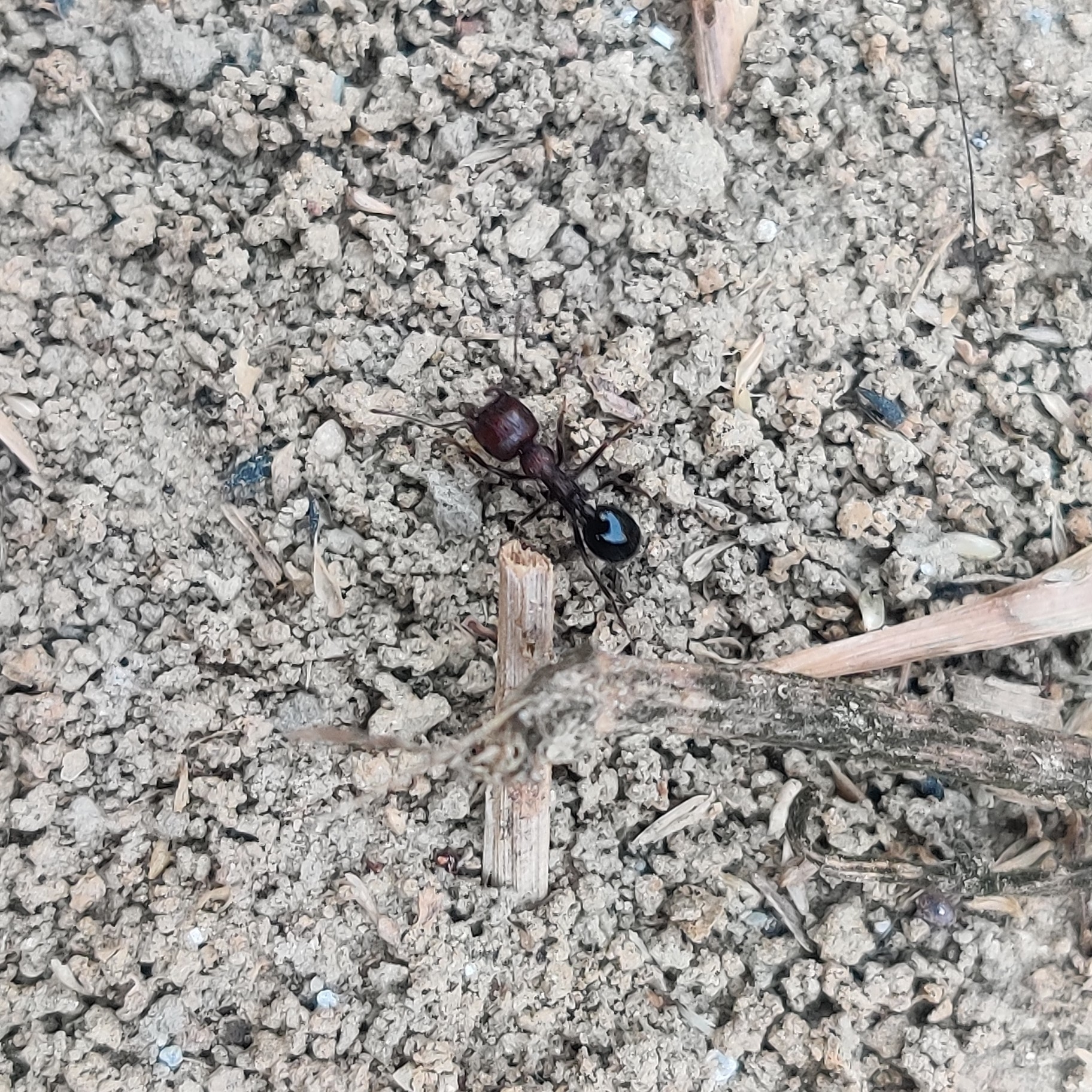 Messor instabilis