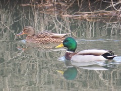 Anas platyrhynchos